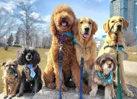 Liberty Pooch reviews