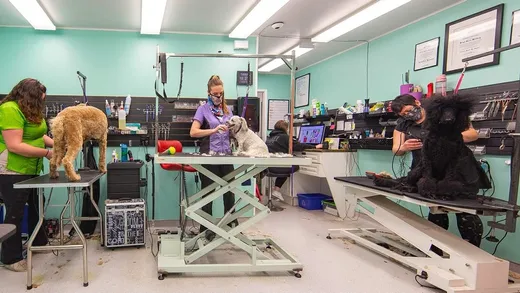 Head To Tail Pet Spa reviews