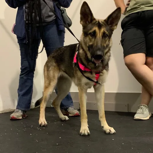 Maggie Marshall Dog Training reviews
