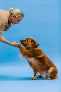 Focus K9 reviews