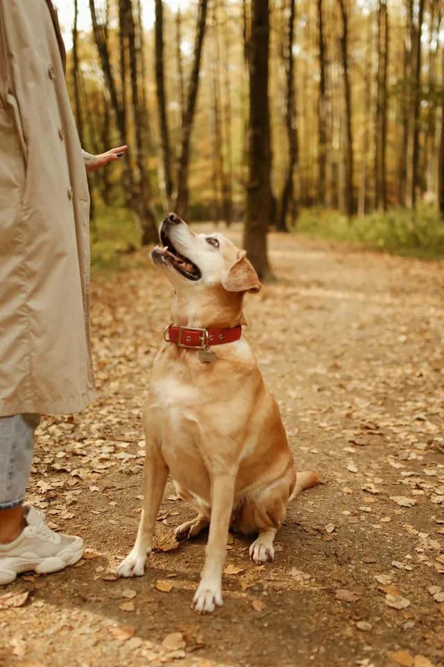 Interactive Dog reviews