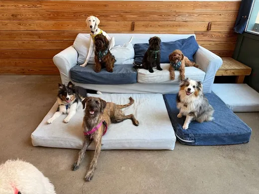 The Dog Institute of Williamsburg reviews