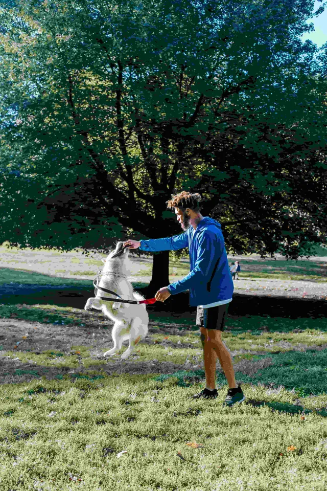 Furry Logic Home Dog Training reviews
