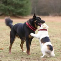 Hyper Hounds Dog Training reviews