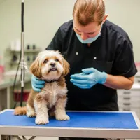 TLC Dog Grooming reviews