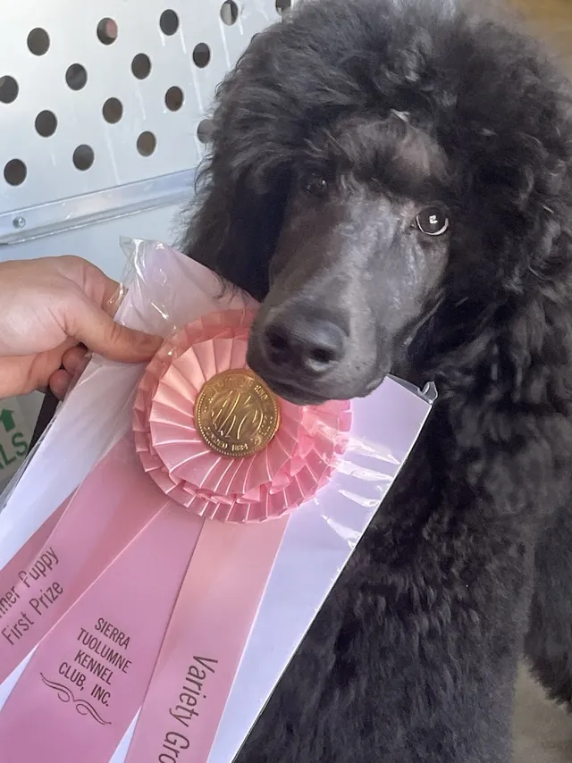 A Yuppy Puppy reviews