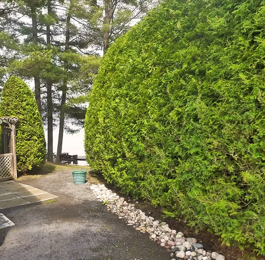 Cedarsmith Hedge Trimming Kanata reviews