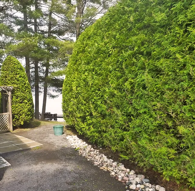 Cedarsmith Hedge Trimming Kanata reviews