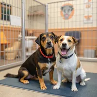 Little Paws Inn reviews