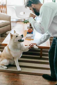 Middle Earth Canine Academy reviews