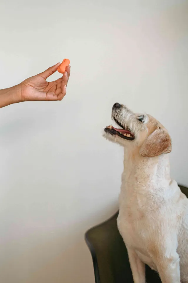 Animal Antics Behaviour Centre reviews
