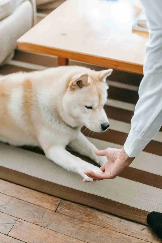 Petco Dog Training reviews
