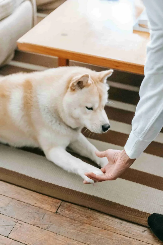 Wag and Walk reviews