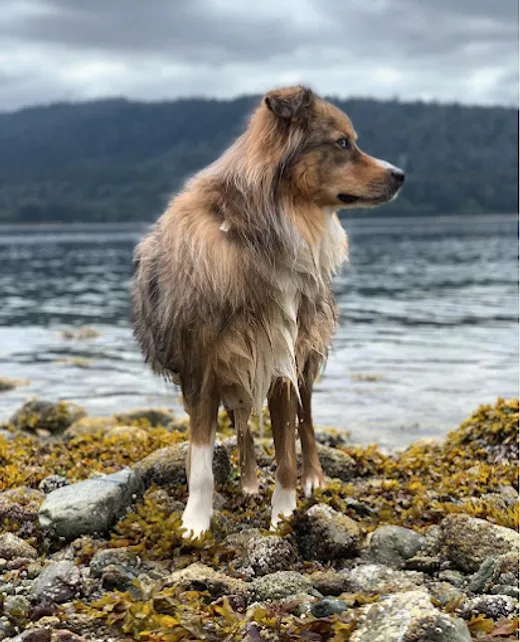 Happi Dog Training reviews