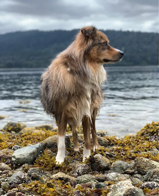 Happi Dog Training reviews