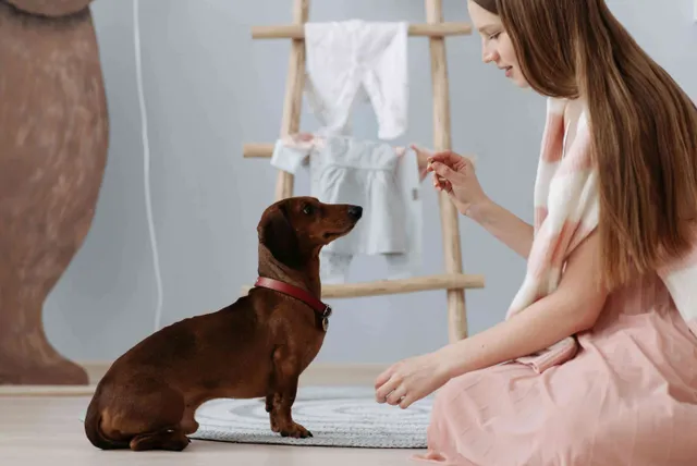 School For The Dogs reviews