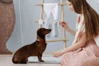 DogStars Training Academy reviews