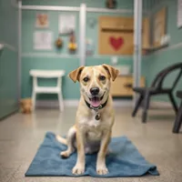 Wag-A-Tail Doggie Daycare reviews