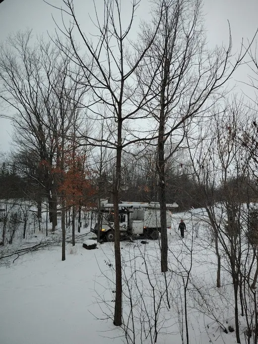 Trillium Tree Experts reviews