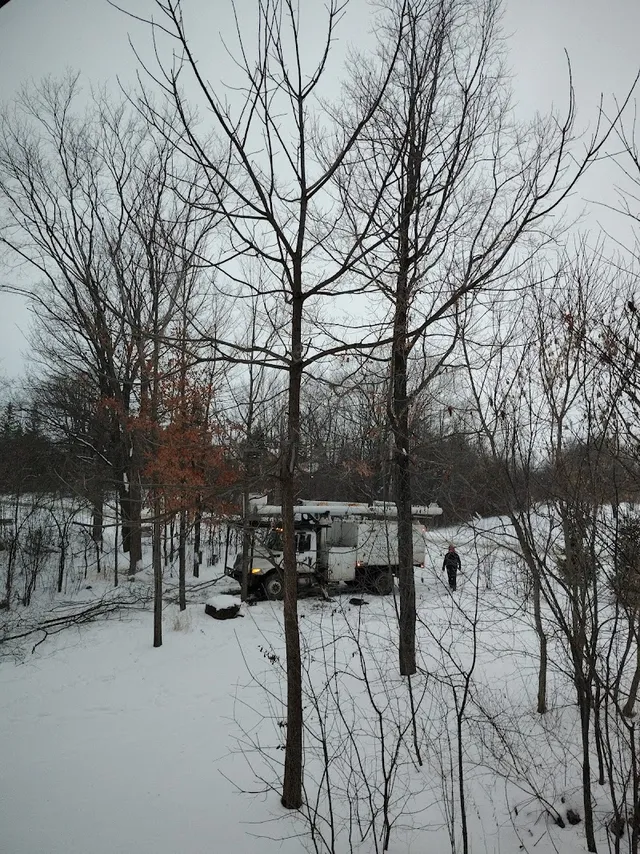 Trillium Tree Experts reviews