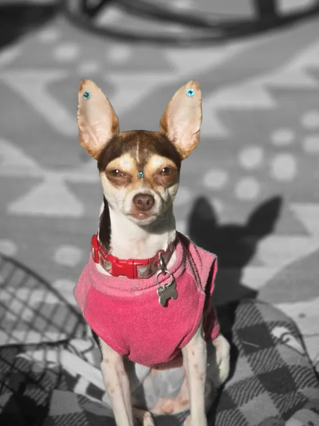Spa 4 Paws reviews