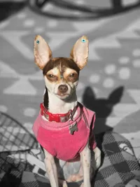 Spa 4 Paws reviews