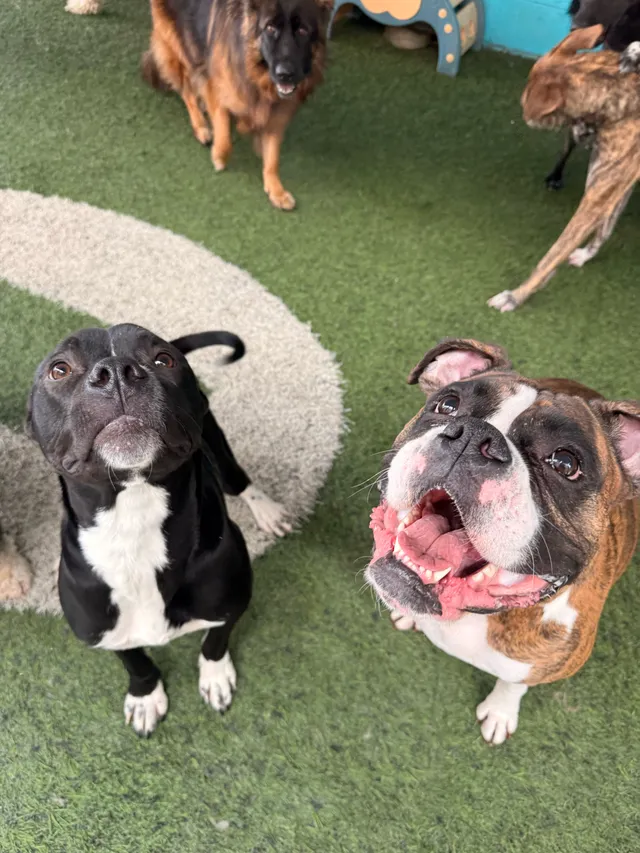 Luna Pet Resort reviews