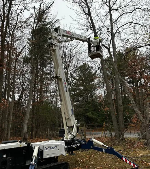 Shady Lane Expert Tree Care reviews