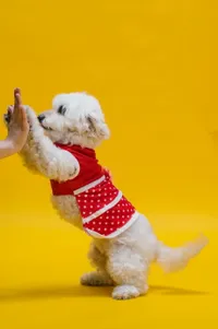 Petco Dog Training reviews