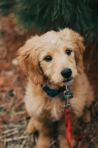 K9HQ Doggy Daycare Plus reviews