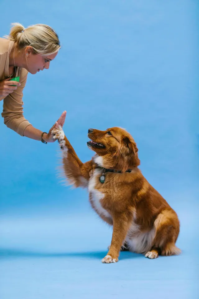 High Paw Dog Training reviews