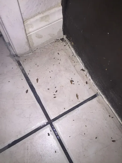 Josh The Bug Guy - Pest Control in Las Vegas reviews