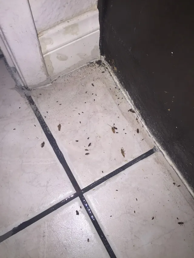 Josh The Bug Guy - Pest Control in Las Vegas reviews