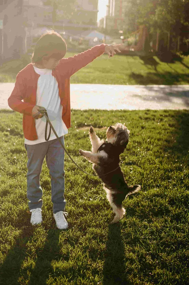 Impressive Canines - Professional Dog Training & Behaviour Therapy reviews