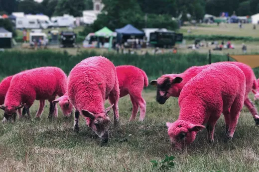 Sheep Digital reviews