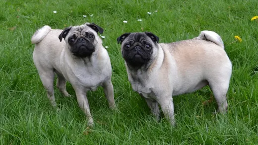 Puglet Digital reviews