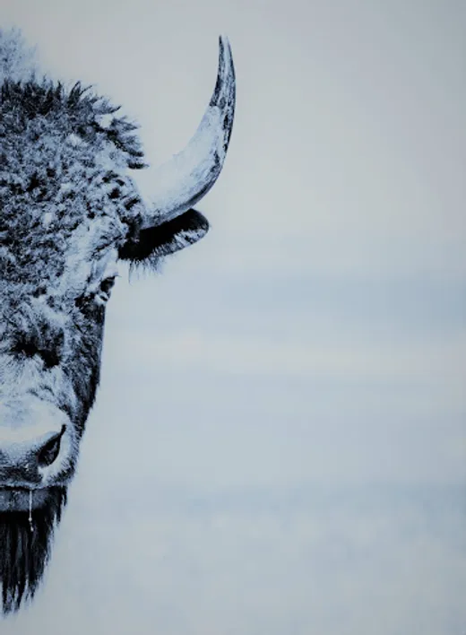 COOLBISON SEO Agency Bristol reviews