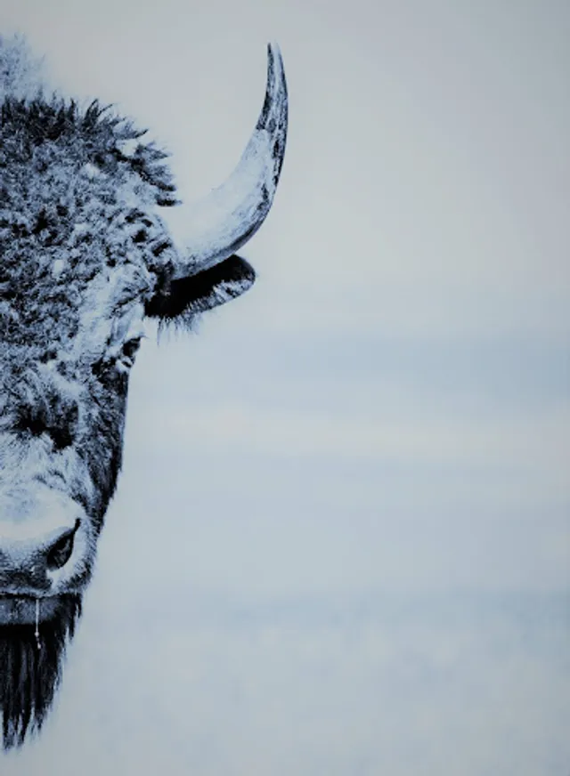 COOLBISON SEO Agency Bristol reviews